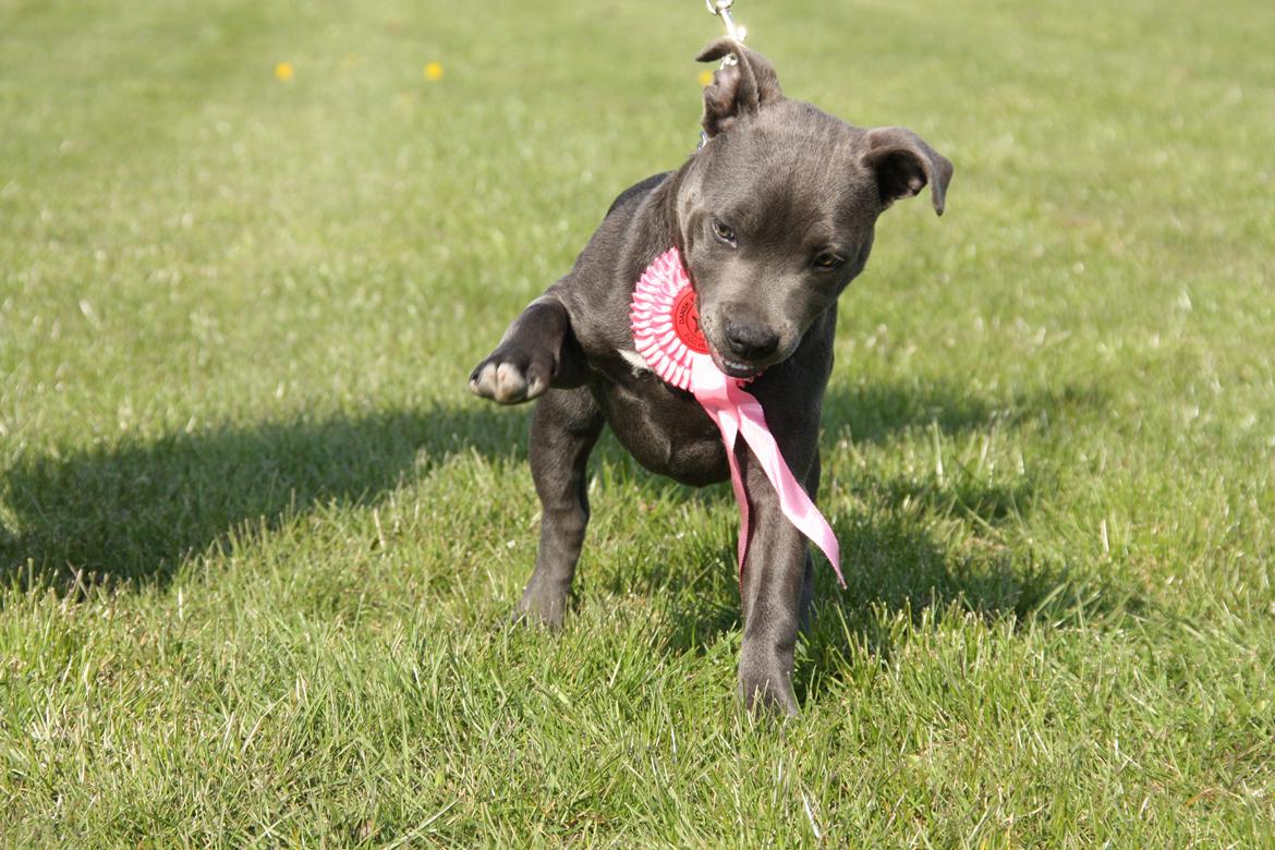 Staffordshire bull terrier Blue Bermuda Beauty Aka Diva - Ihhhh hva er nu deeeeet moar ;-) billede 11