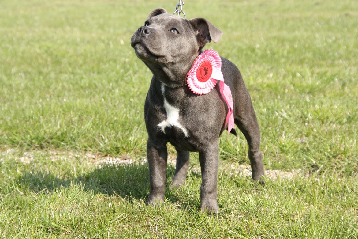 Staffordshire bull terrier Blue Bermuda Beauty Aka Diva billede 12