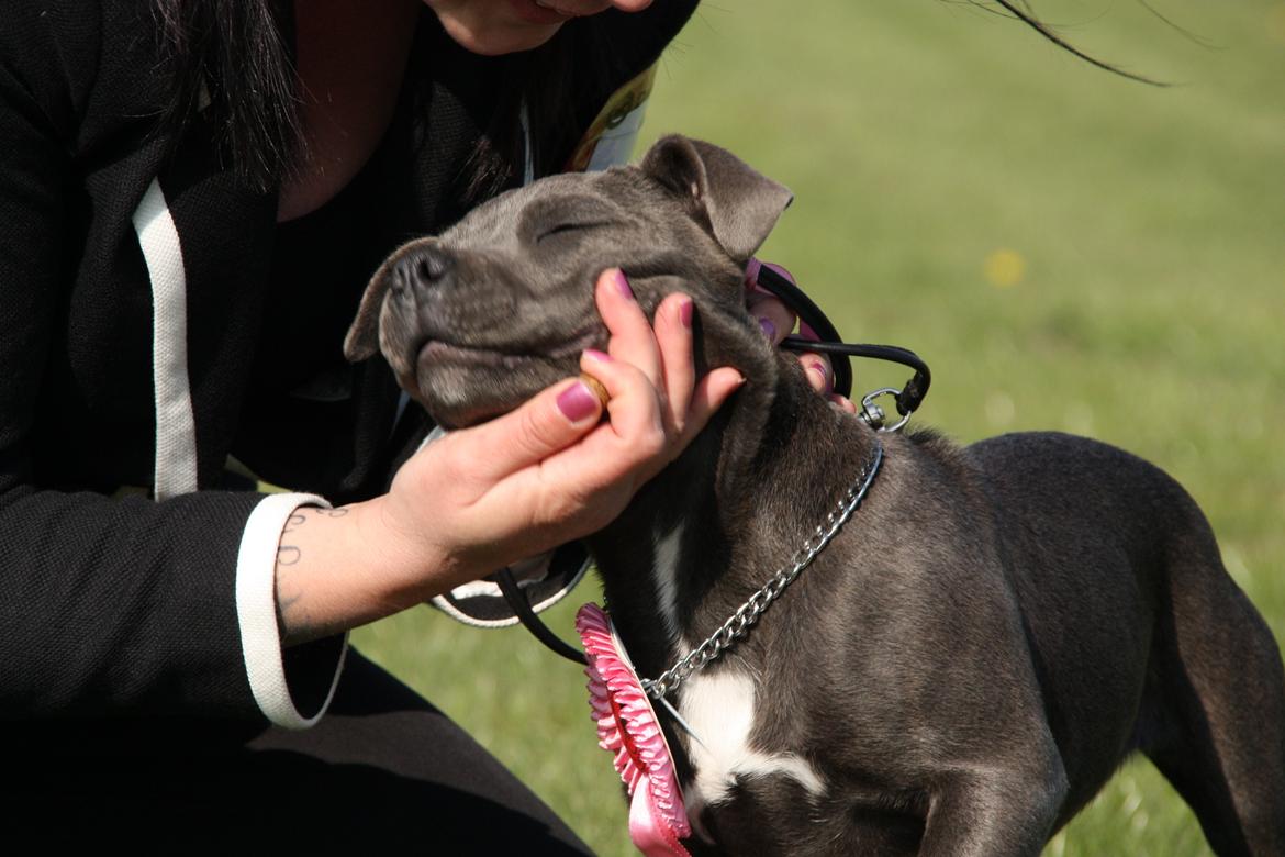 Staffordshire bull terrier Blue Bermuda Beauty Aka Diva - Eeeelsker oz dig mor ;-) billede 13