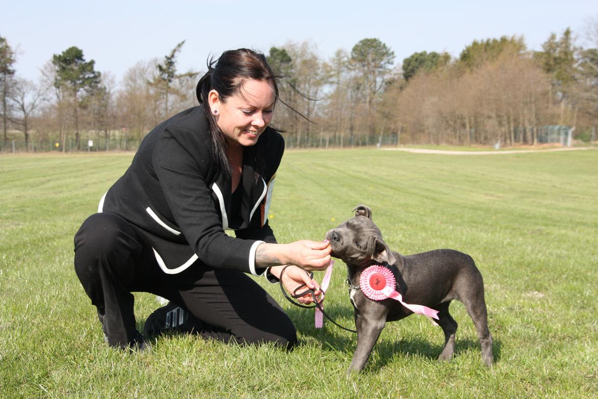 Staffordshire bull terrier Blue Bermuda Beauty Aka Diva - elsker min lille blå perle ;-) billede 14