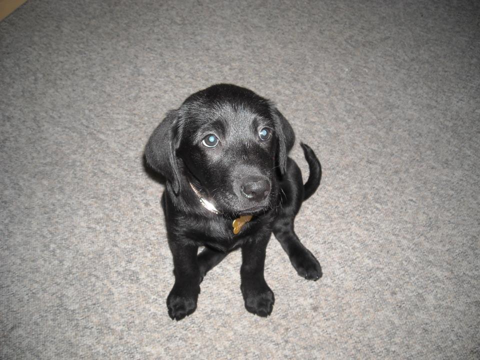 Labrador retriever Bamse, bedstefar's Hund. - Hvad laver du med den underlige ting?? 9 uger gammel. billede 2