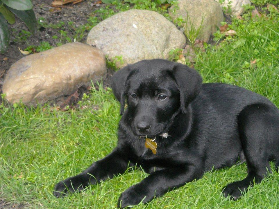 Labrador retriever Bamse, bedstefar's Hund. - Heey!
Velkommen til lille Bamse. billede 1