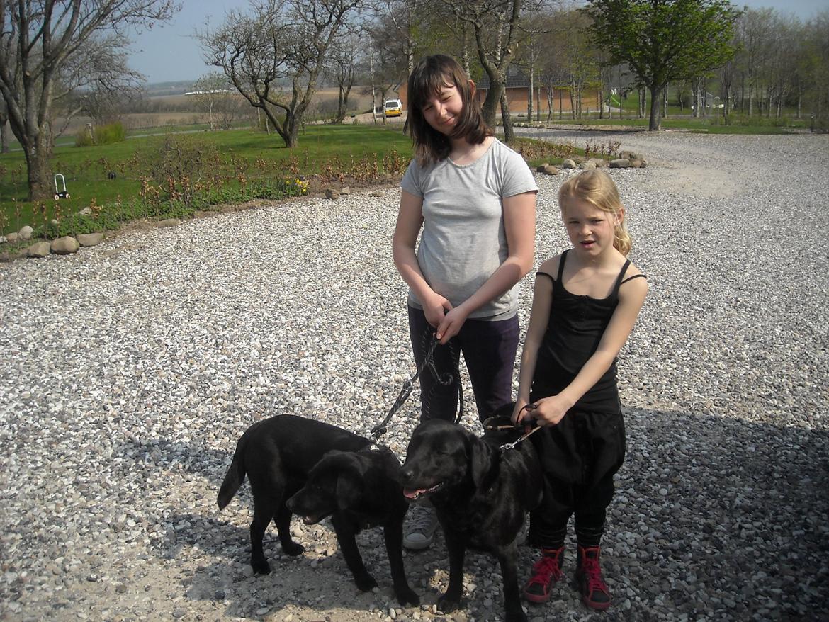 Labrador retriever Bamse, bedstefar's Hund. - Den ældste af pigerne er miq og jeg står med Bamse, den yngste er min kusine Sofie som står med Blackie. billede 4