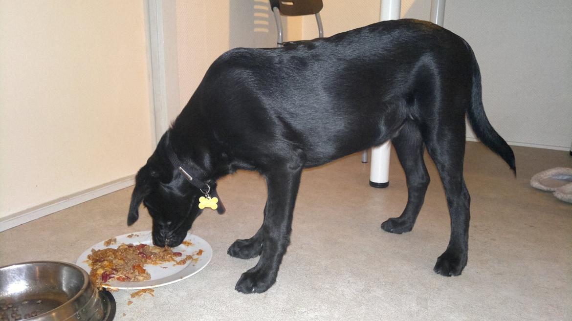 Labrador retriever Bamse, bedstefar's Hund. - Den milde chili con carne er bare guf. billede 7