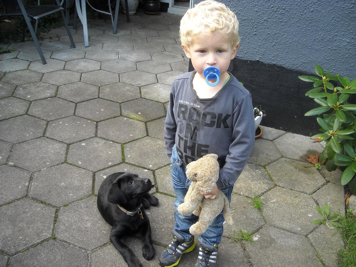 Labrador retriever Bamse, bedstefar's Hund. - Bamse & min fætter Mikkel. billede 11