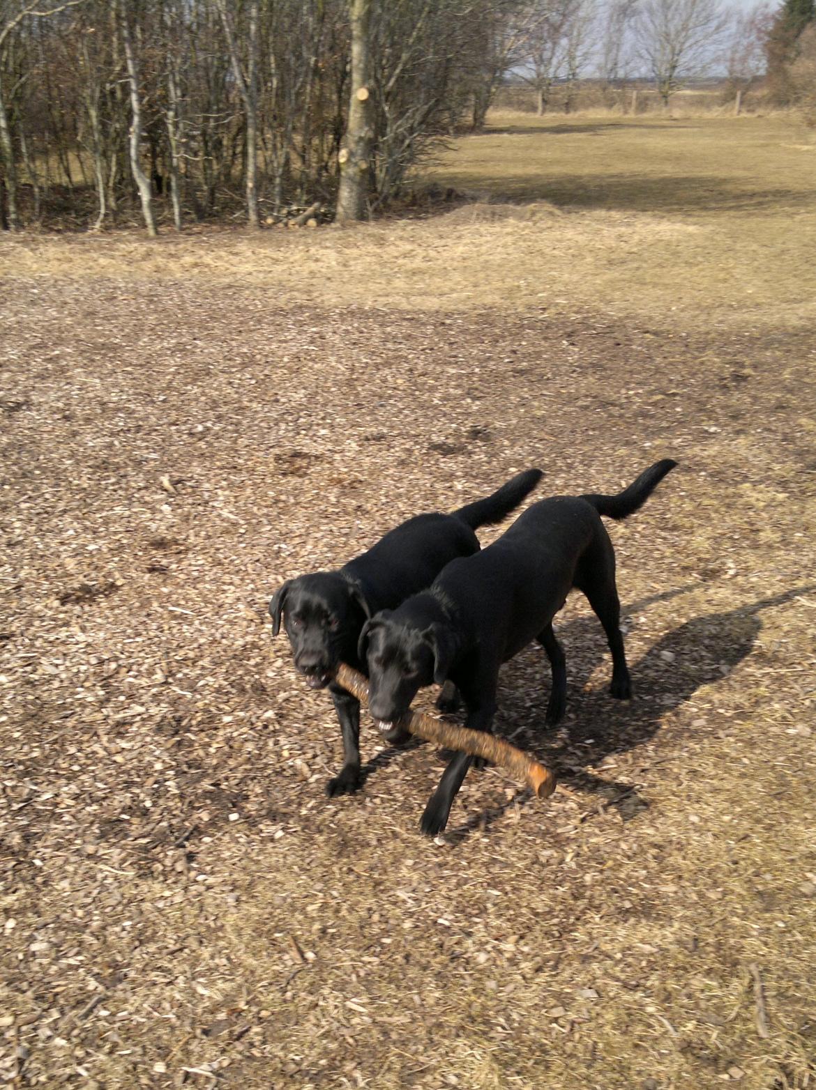 Labrador retriever Bamse, bedstefar's Hund. - Bamse & Saxo hygger sig ude i hundeskoven. billede 13