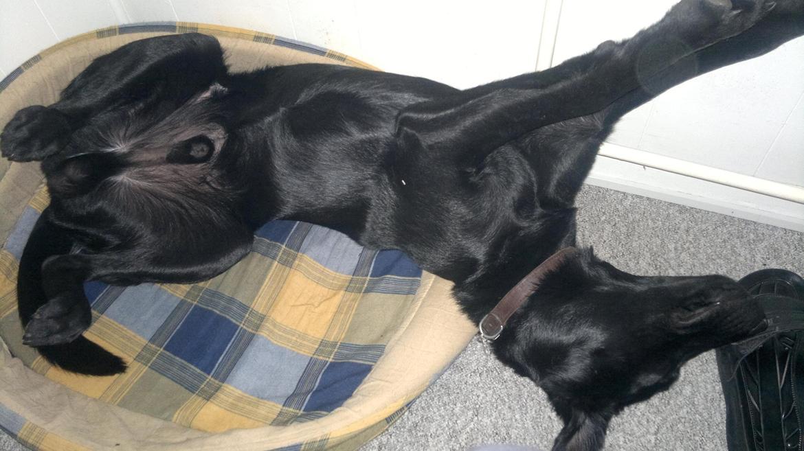 Labrador retriever Bamse, bedstefar's Hund. - Så er det sovetid efter en aktiv dag. billede 14