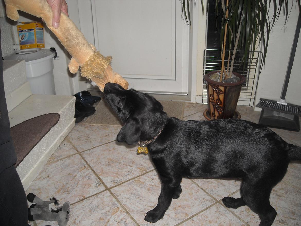 Labrador retriever Bamse, bedstefar's Hund. - Legetid!! billede 18