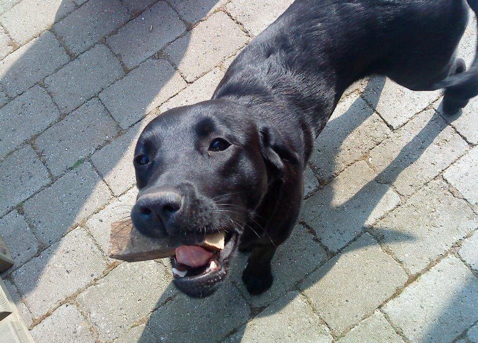 Labrador retriever Blackie, min fætters hund. - Hey og velkommen til Blackie. billede 1