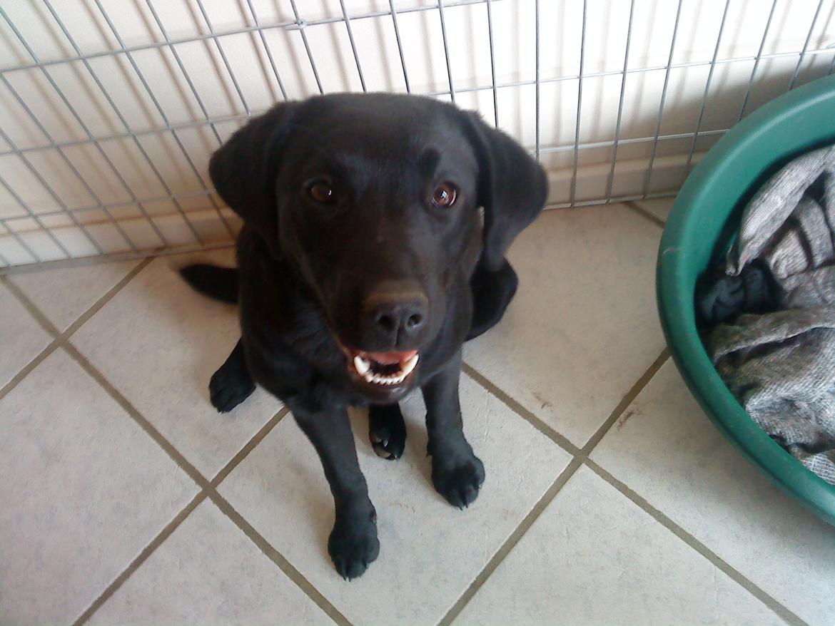 Labrador retriever Blackie, min fætters hund. - Søde Blackie indenfor. billede 2