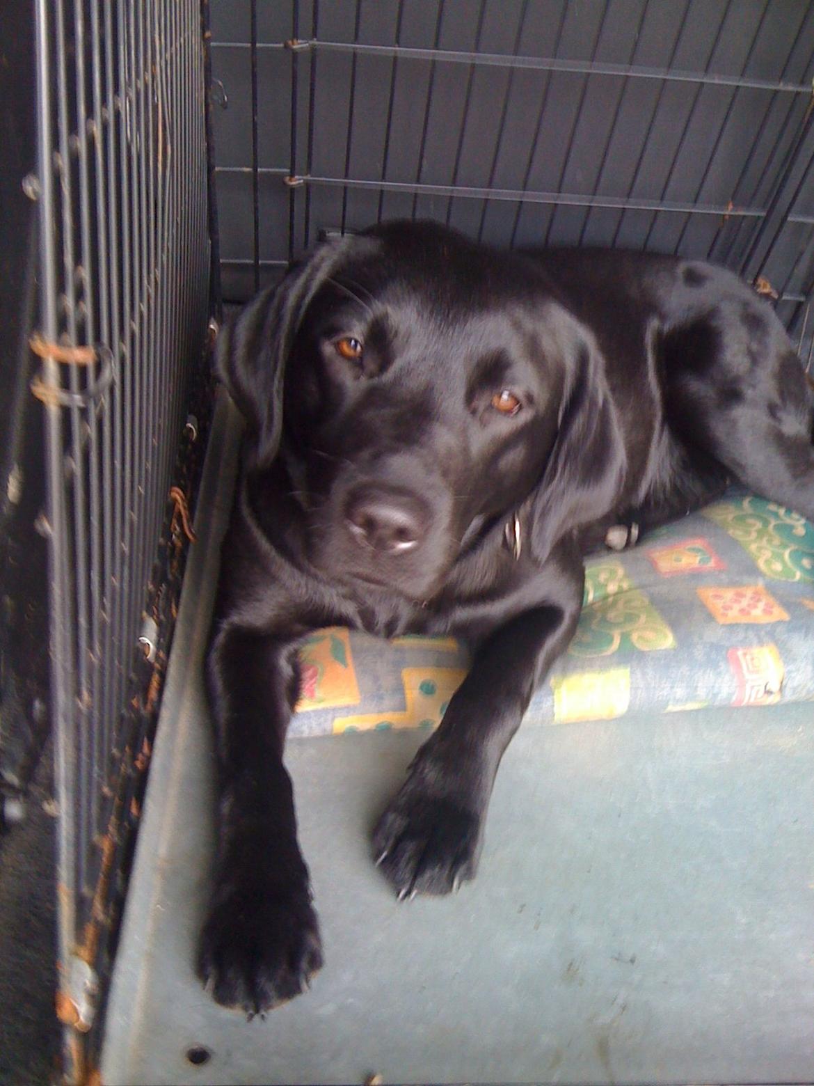 Labrador retriever Blackie, min fætters hund. - Så skal vi snart ud til stranden. billede 3