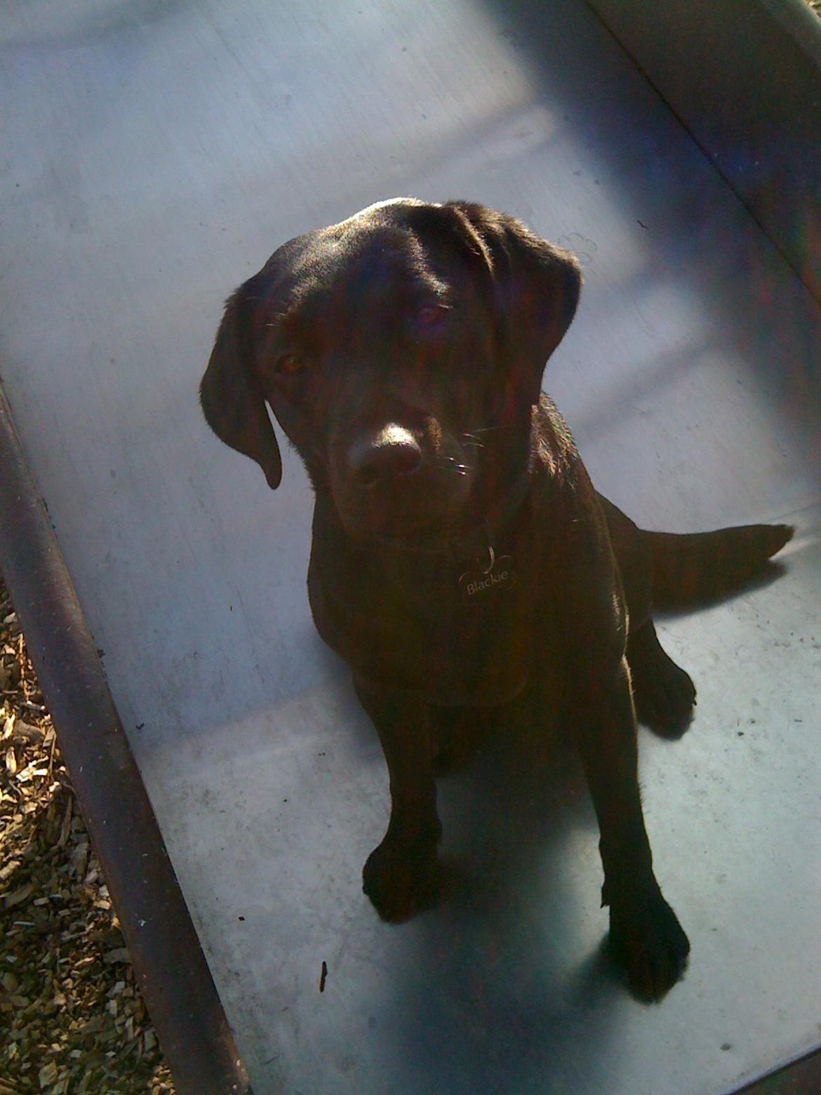 Labrador retriever Blackie, min fætters hund. - Hygge på rutsjebanen i haven. billede 4