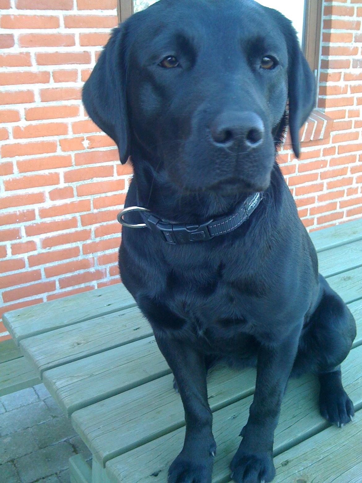 Labrador retriever Blackie, min fætters hund. - Modelhunden Blackie. billede 5