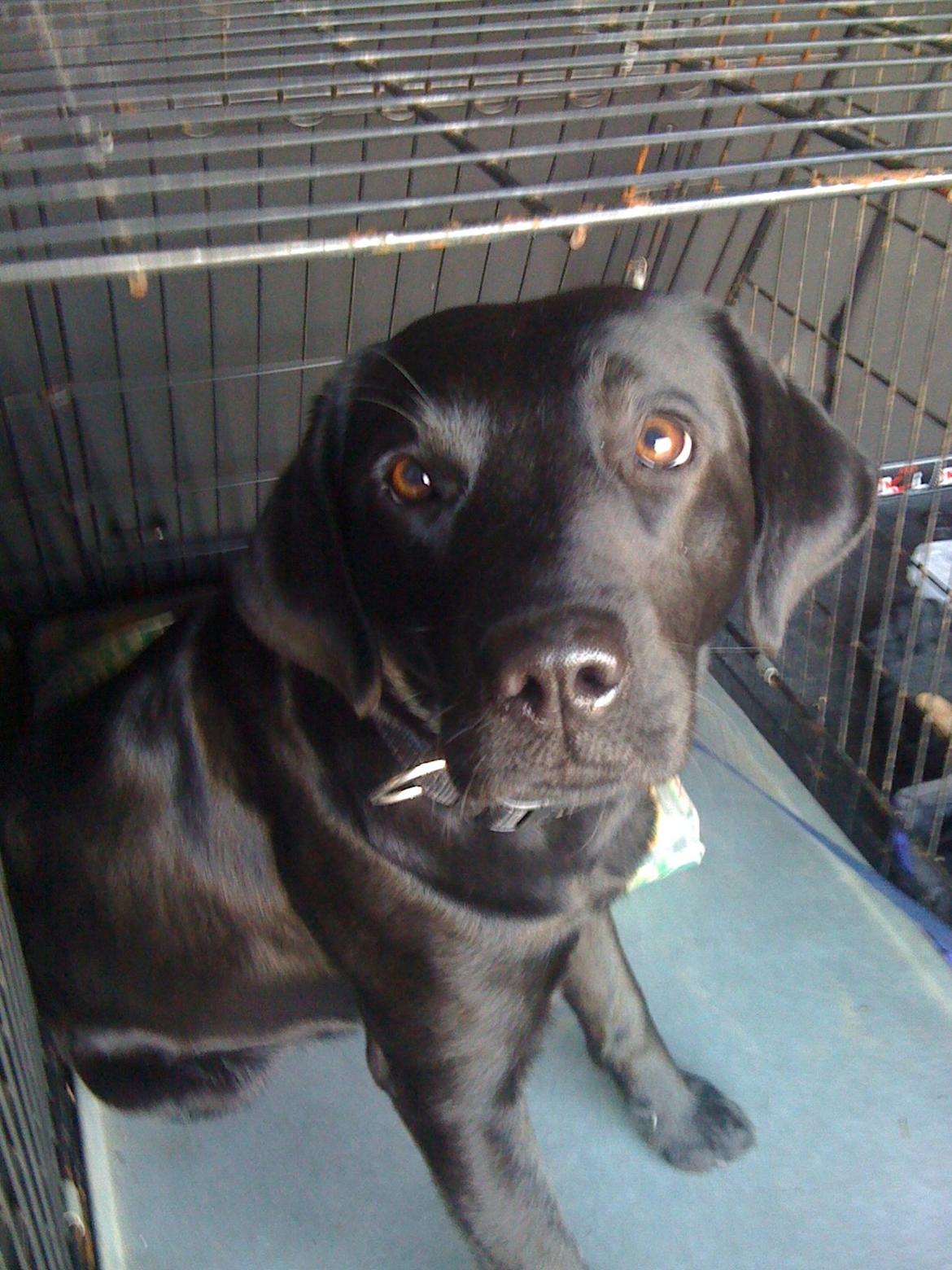 Labrador retriever Blackie, min fætters hund. - Så skal vi snart køre. billede 6
