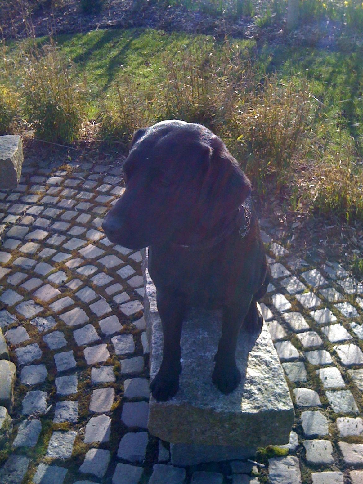 Labrador retriever Blackie, min fætters hund. - Vi nyder solen. billede 7