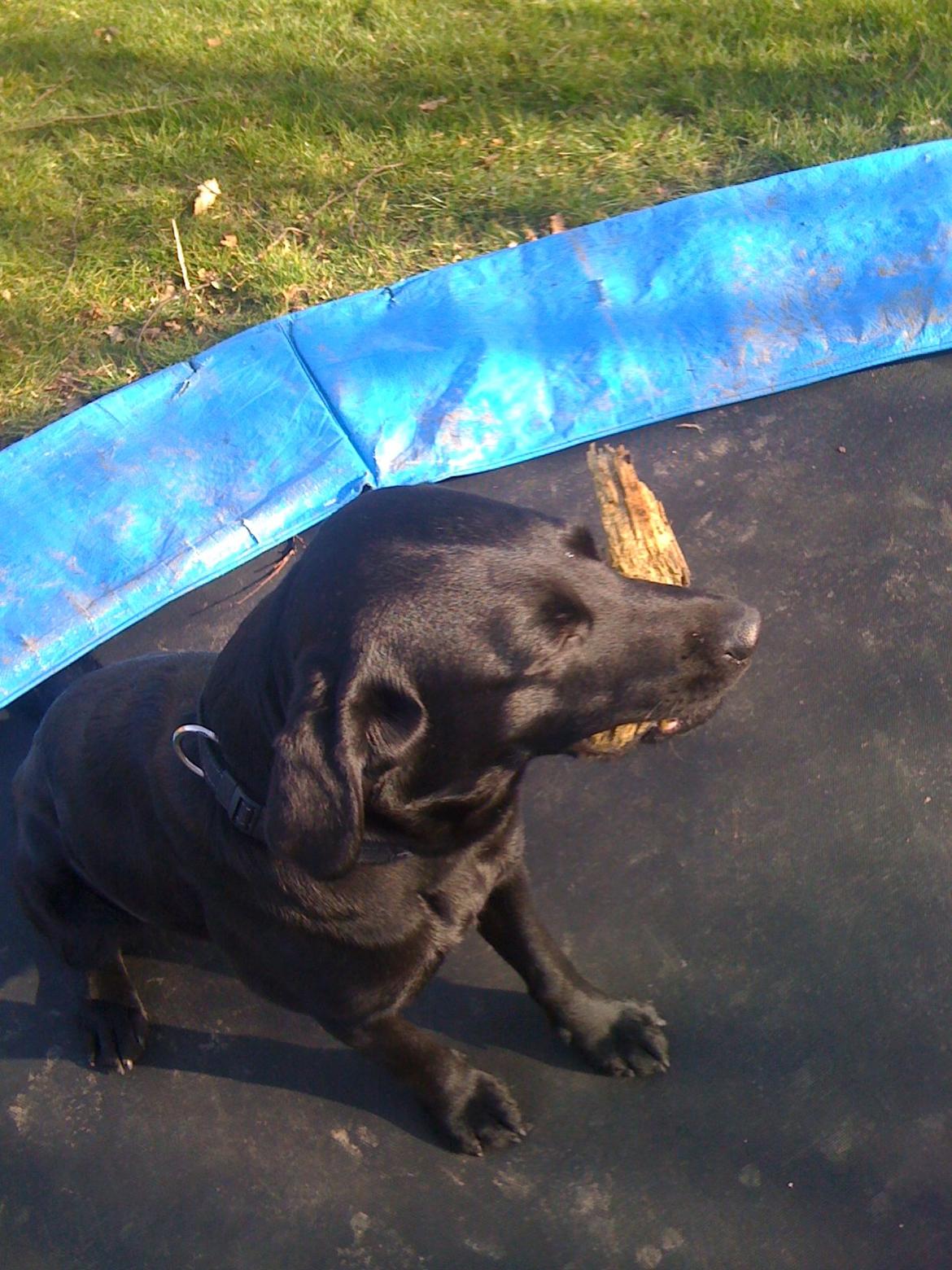 Labrador retriever Blackie, min fætters hund. - Vi hopper på trampolin. billede 8