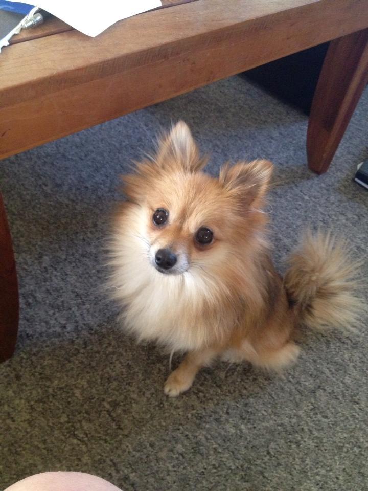 Pomeranian Foxy - Min flotte pige 1 år efter fødslen (: billede 2