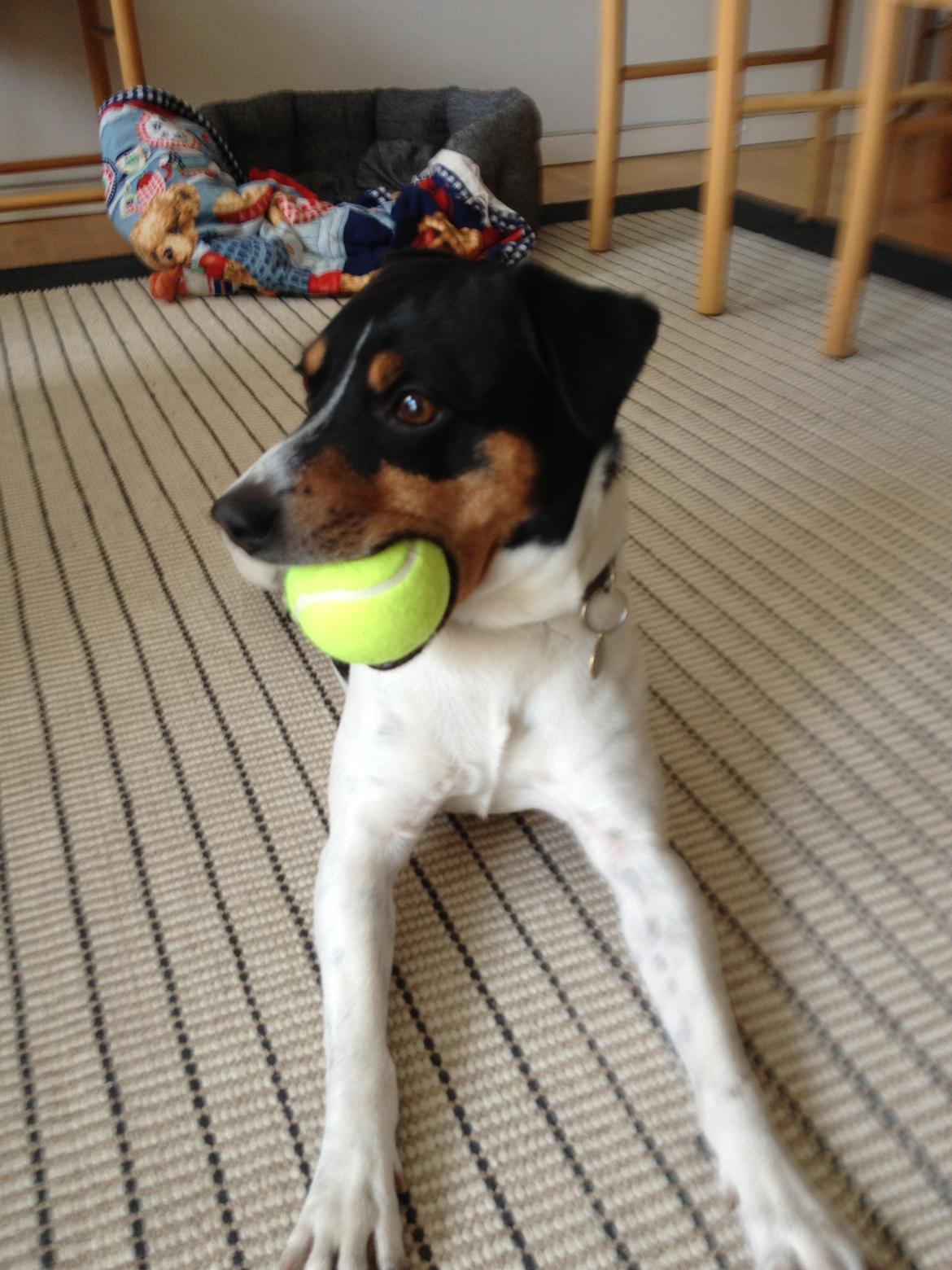 Dansk svensk gaardhund Fister (himmelhund)  - Meget stor bold! argh det går lige! Hjemme hos farmor og hygge <3 billede 14