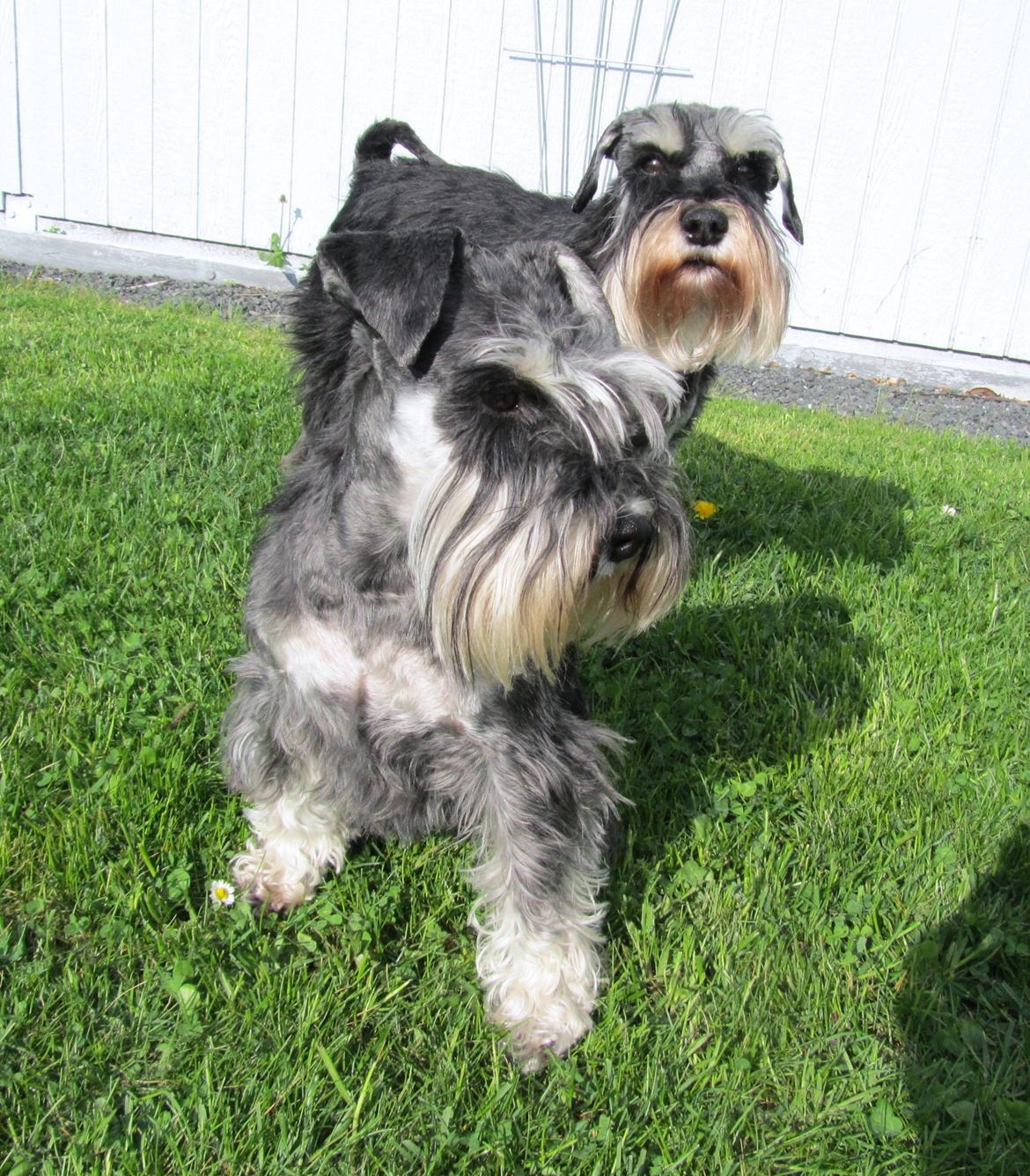 Dvaergschnauzer Soffi billede 17