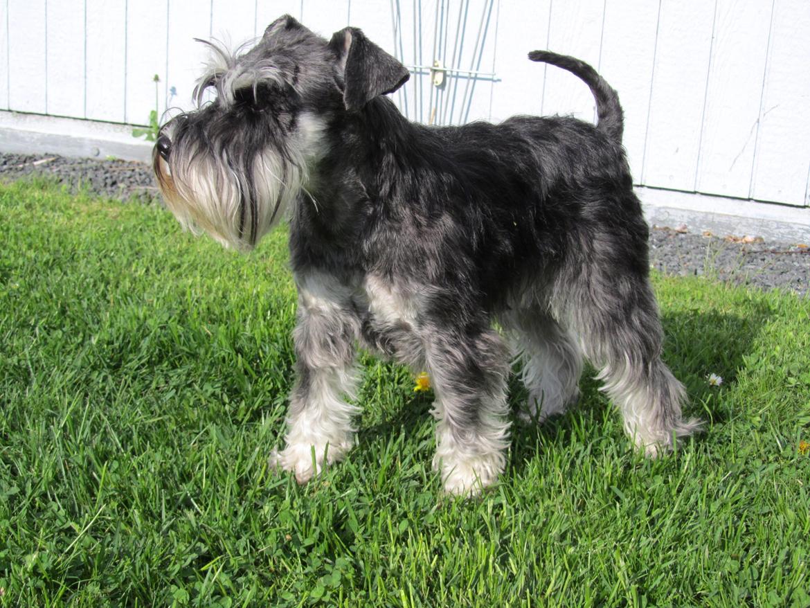 Dvaergschnauzer Soffi billede 18