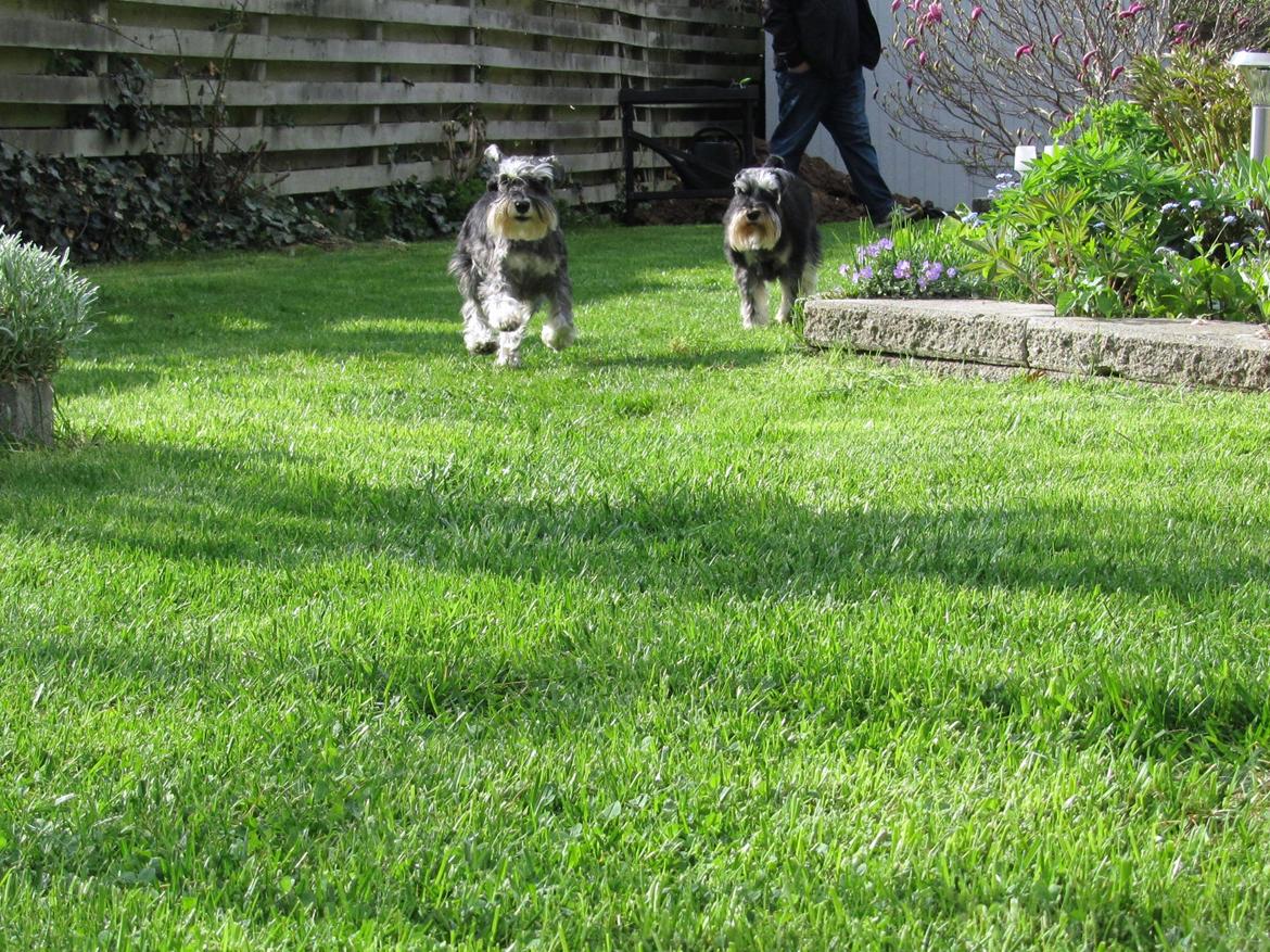 Dvaergschnauzer Soffi billede 19