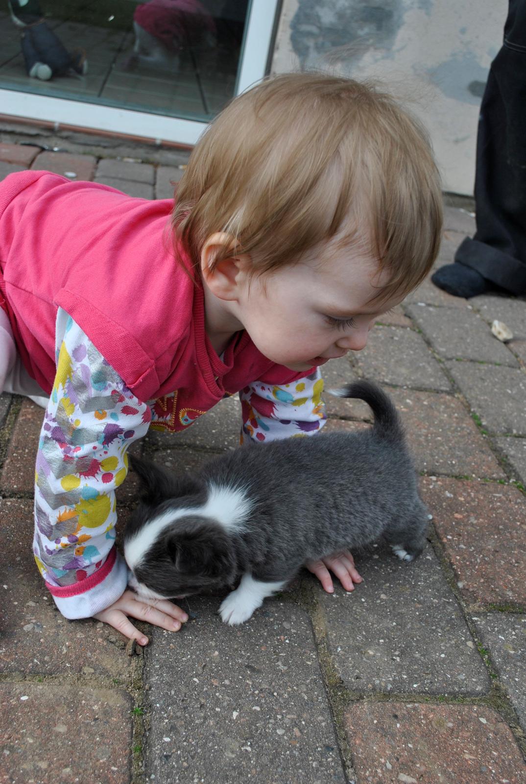 Chihuahua harley billede 1