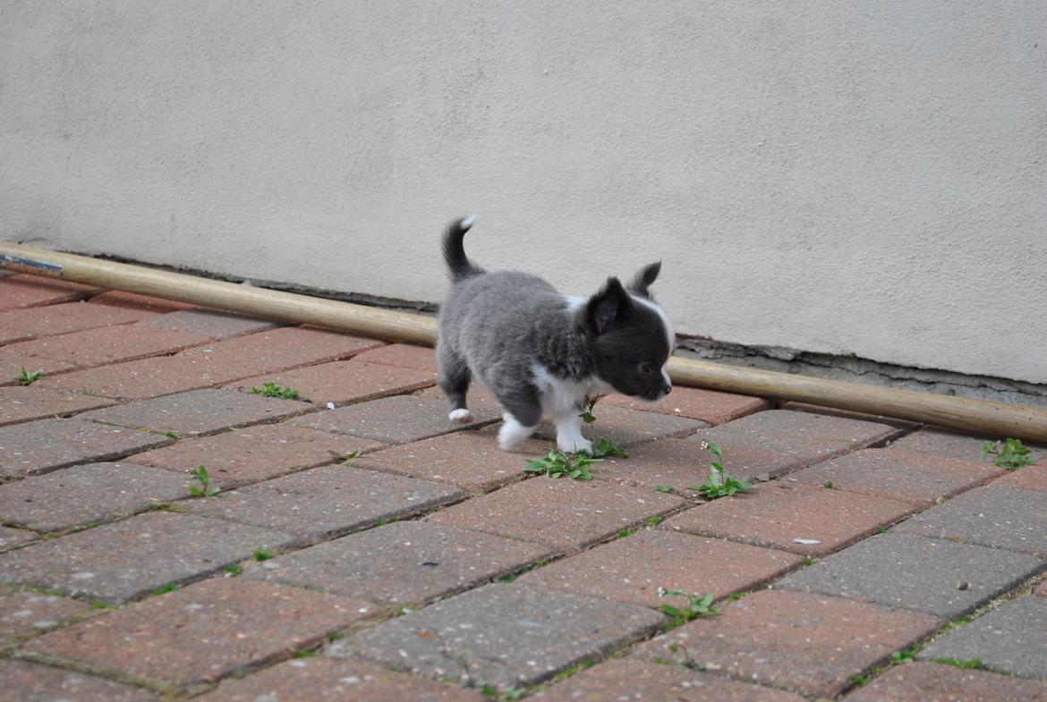 Chihuahua harley billede 3