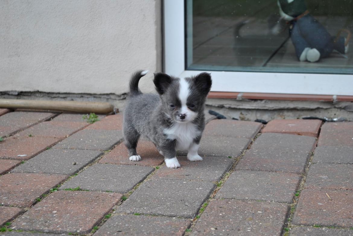 Chihuahua harley billede 4