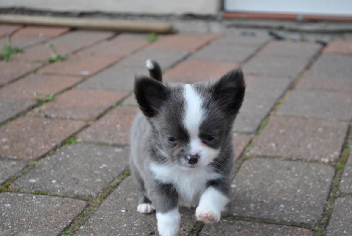 Chihuahua harley billede 5