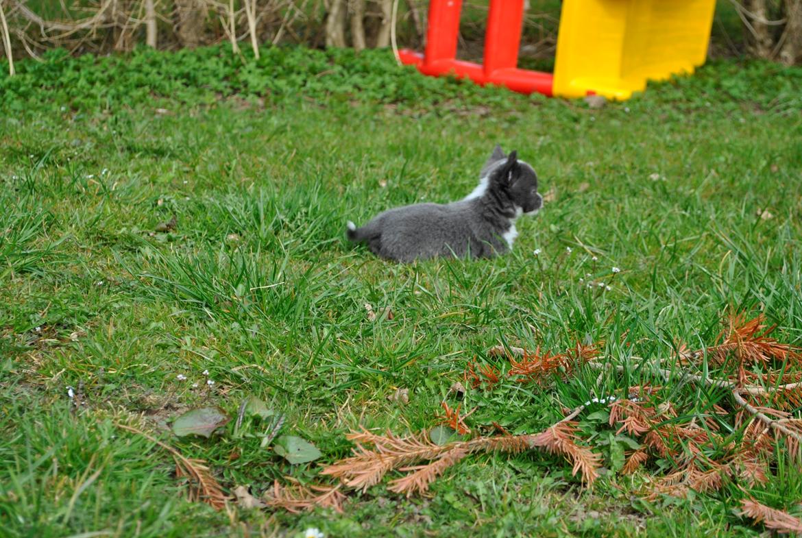 Chihuahua harley billede 6