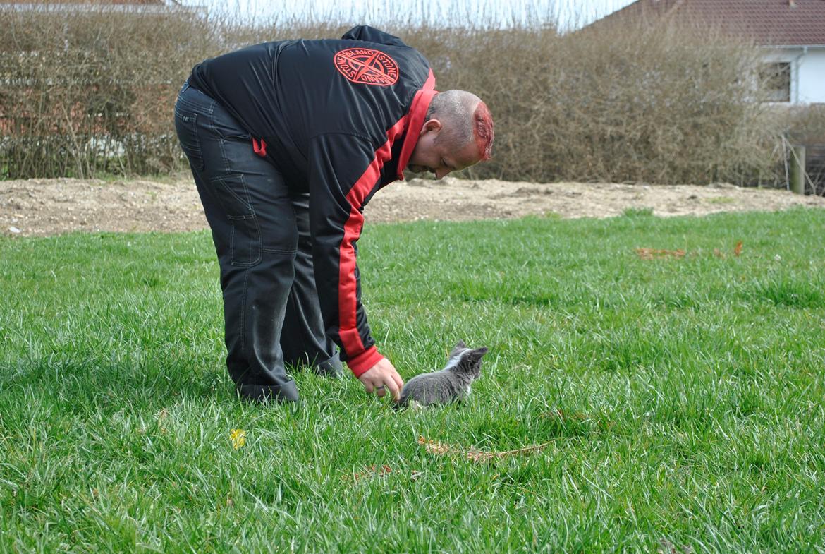 Chihuahua harley billede 7