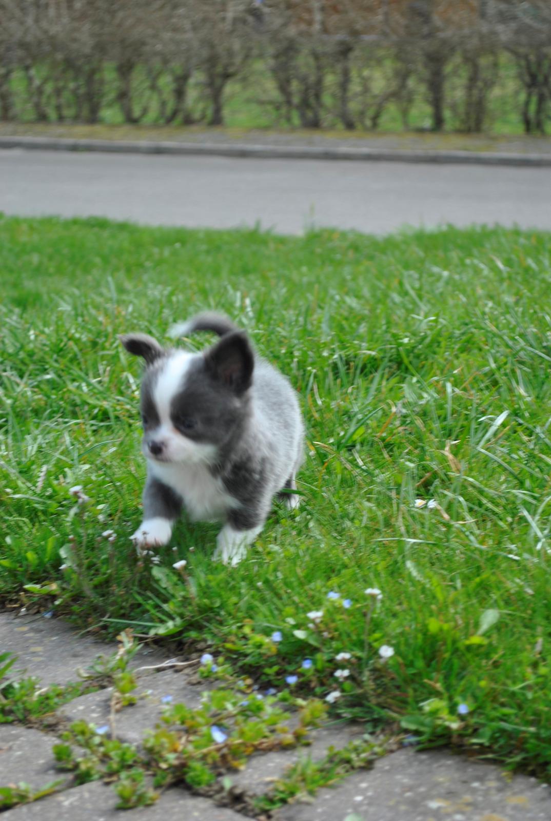 Chihuahua harley billede 8