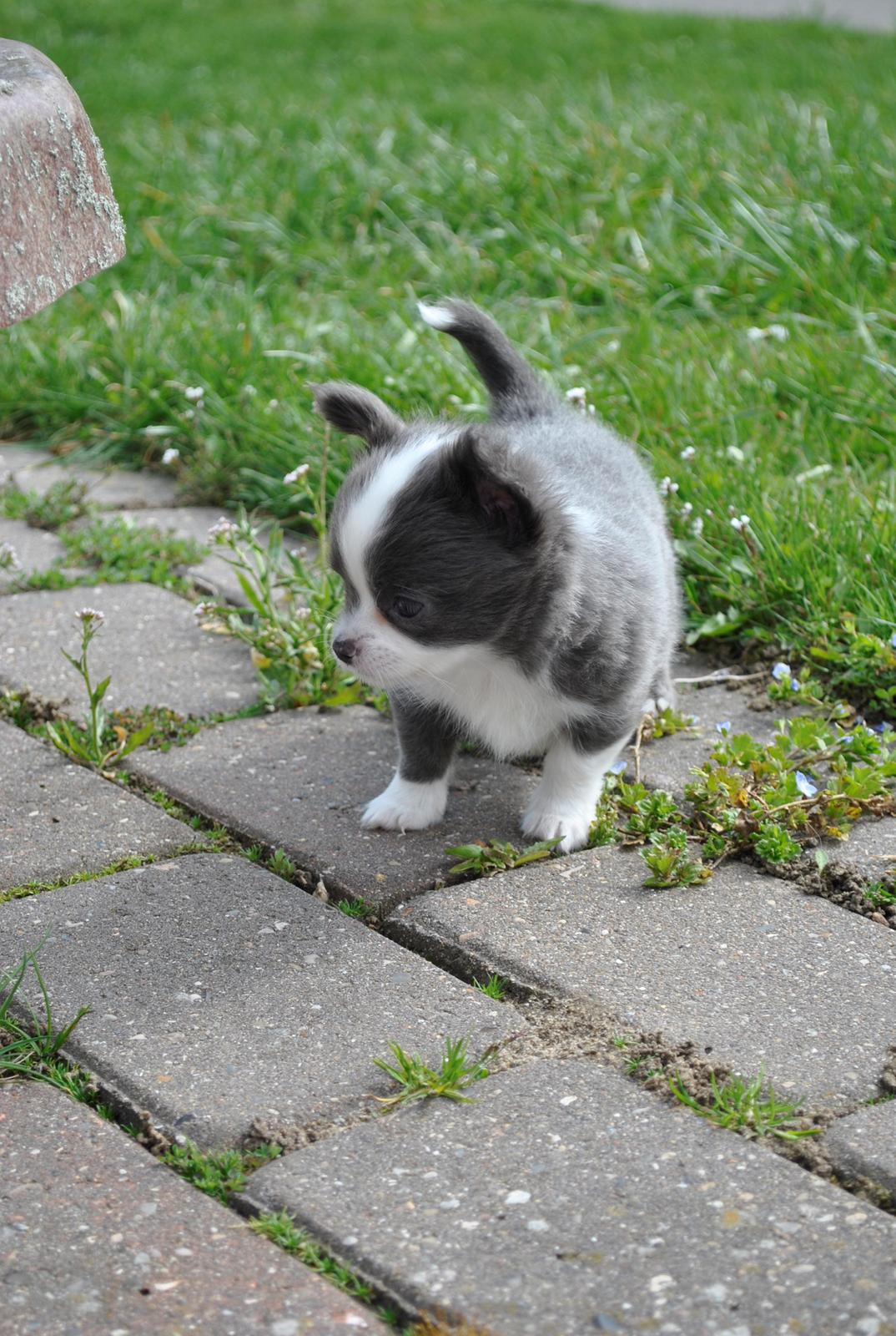 Chihuahua harley billede 9