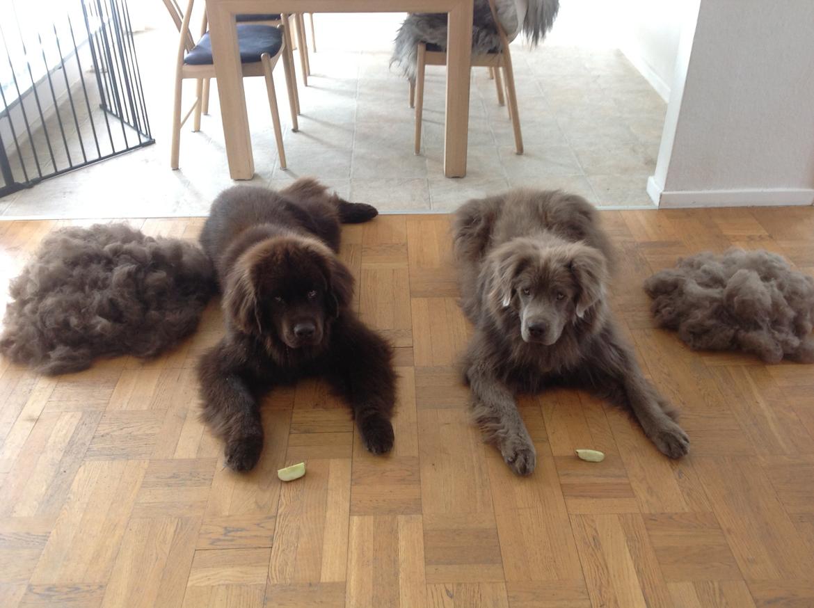 Newfoundlænder Vincent, Newetta's Just Vincent. billede 8