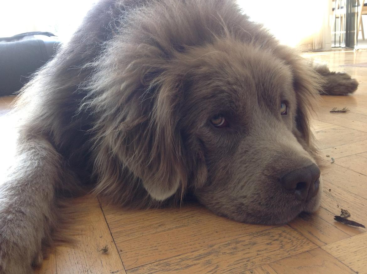 Newfoundlænder Vincent, Newetta's Just Vincent. billede 9