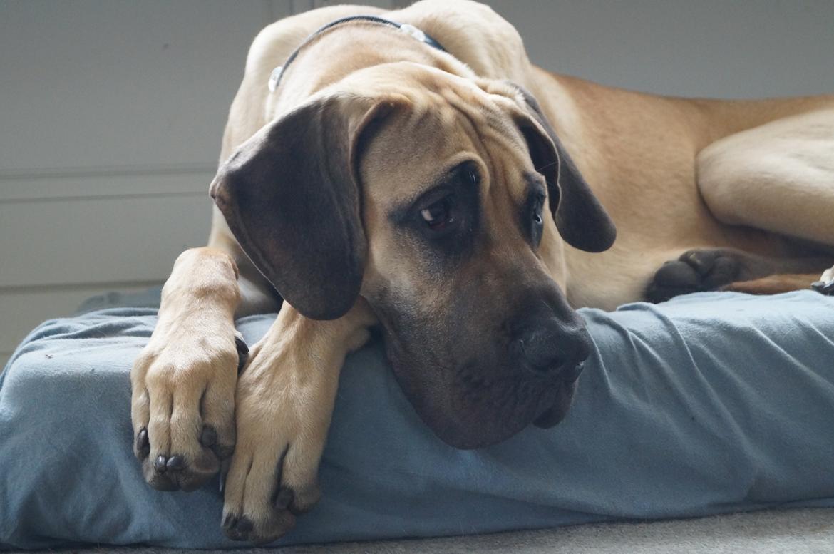 Grand danois The King and I prince Alain  -  Loke billede 17