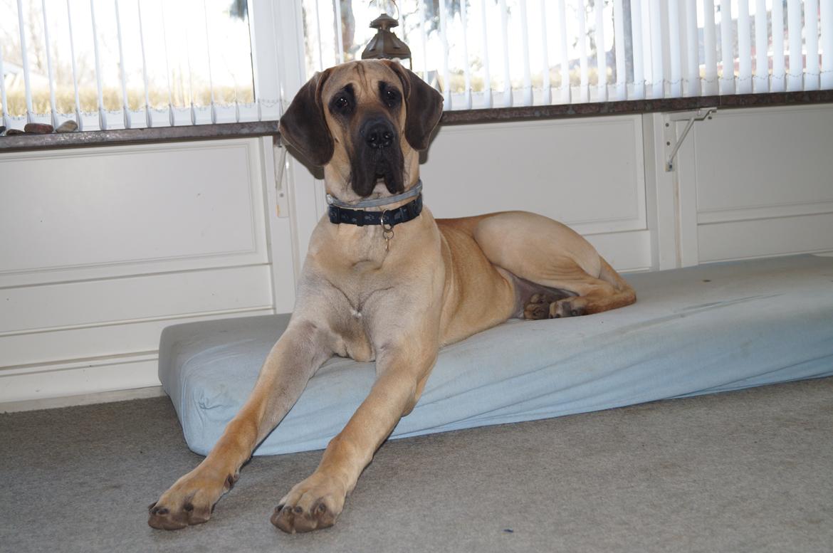 Grand danois The King and I prince Alain  -  Loke billede 18