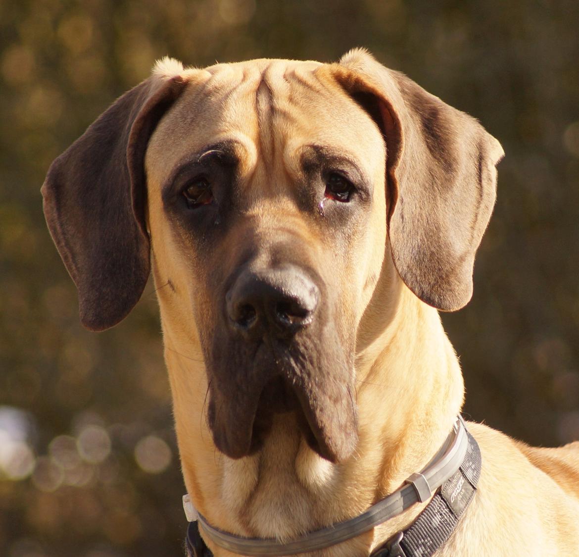 Grand danois The King and I prince Alain  -  Loke billede 19