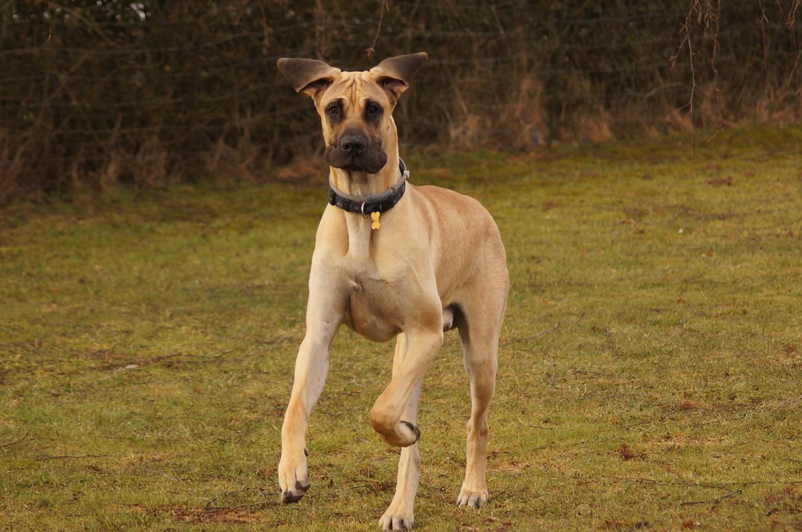 Grand danois The King and I prince Alain  -  Loke billede 20