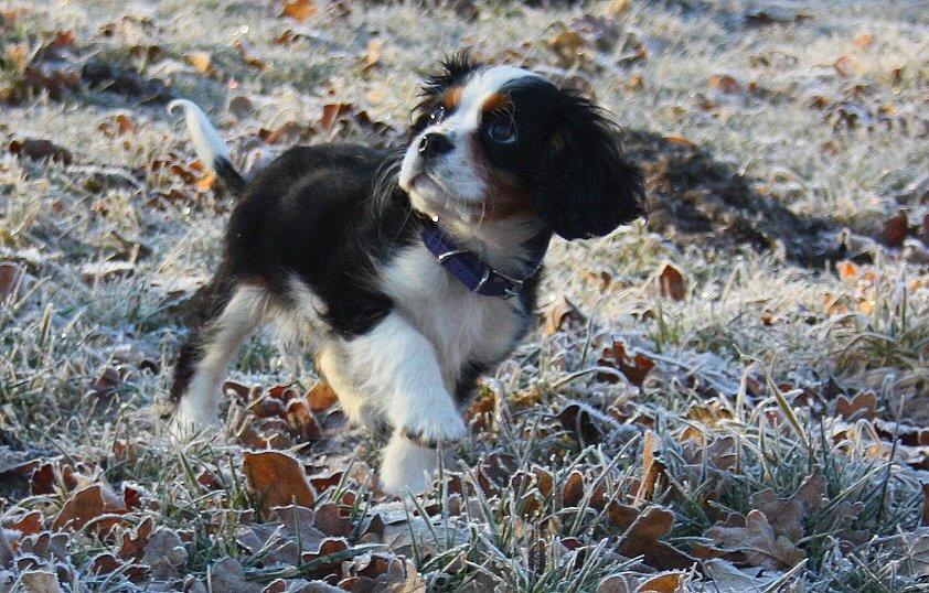 Cavalier king charles spaniel Pelle billede 2