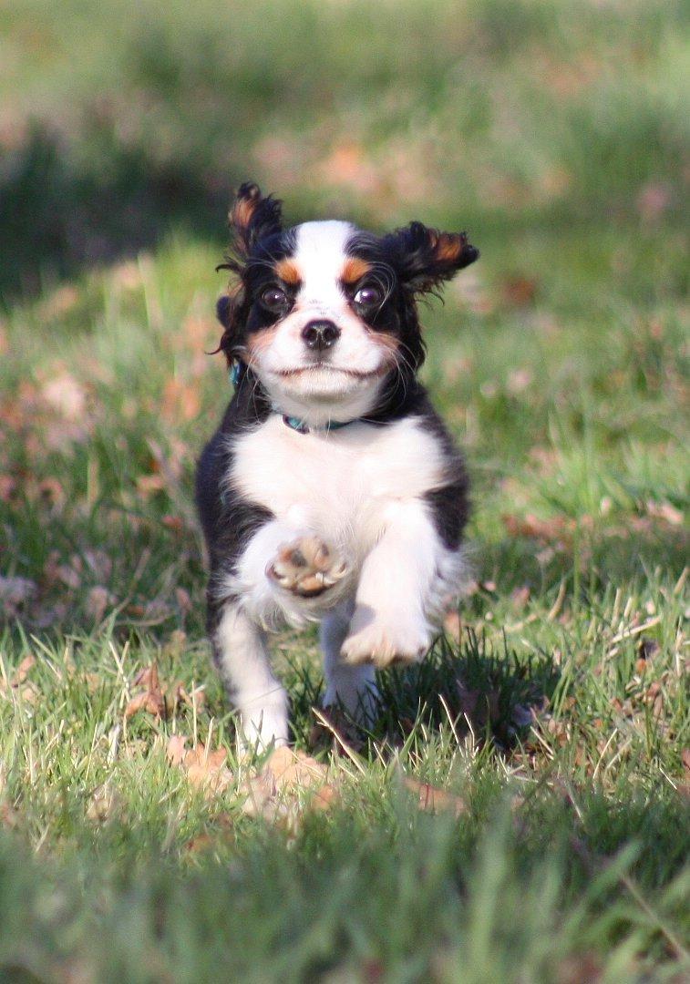 Cavalier king charles spaniel Pelle billede 3