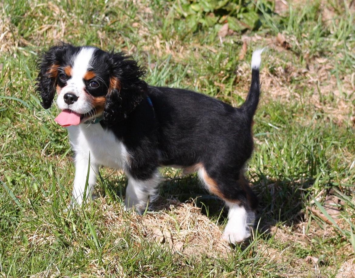 Cavalier king charles spaniel Pelle billede 1