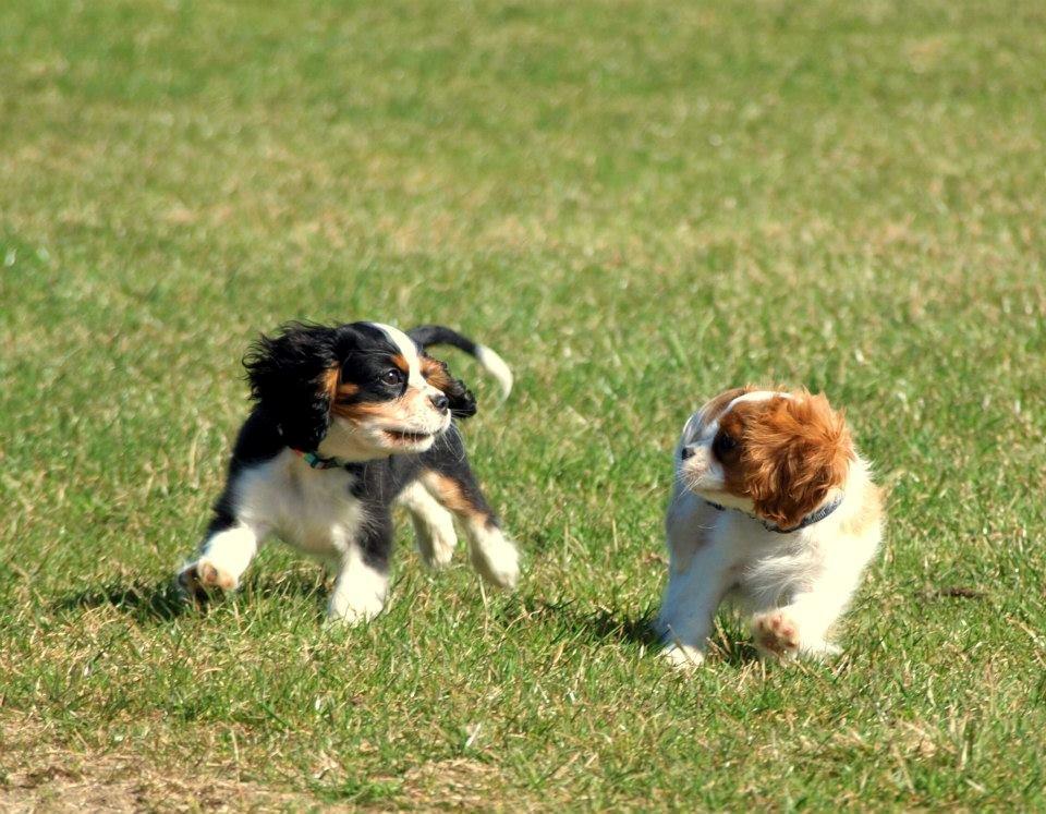 Cavalier king charles spaniel Pelle billede 9