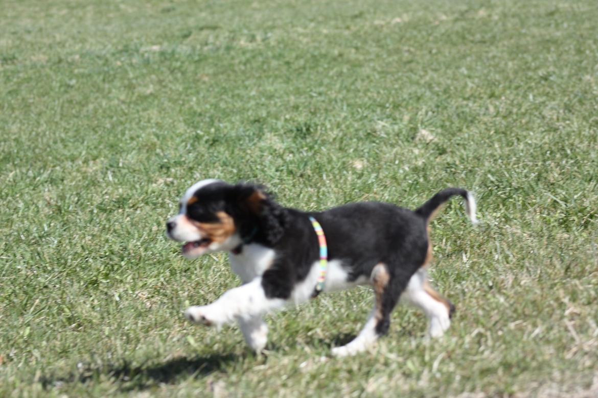 Cavalier king charles spaniel Pelle billede 7