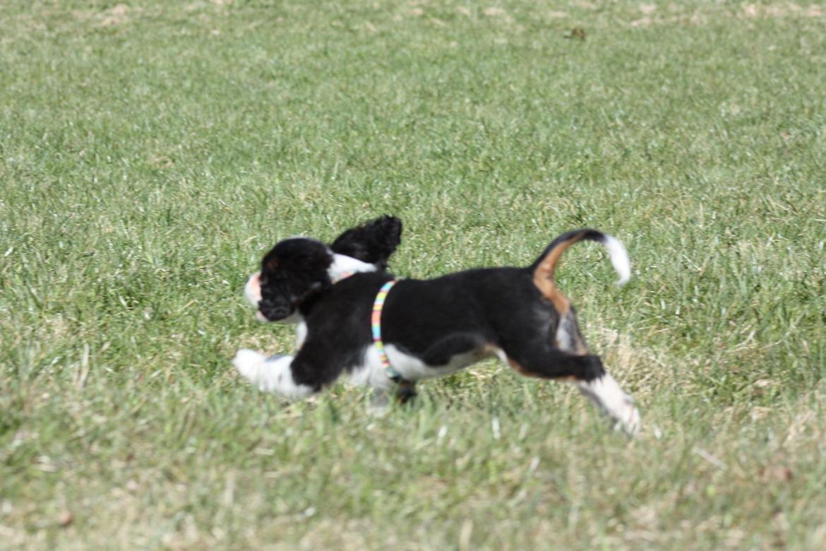 Cavalier king charles spaniel Pelle billede 8