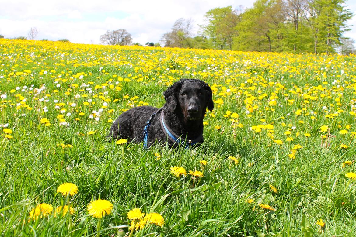 Curly coated retriever Balto (RIP) billede 8