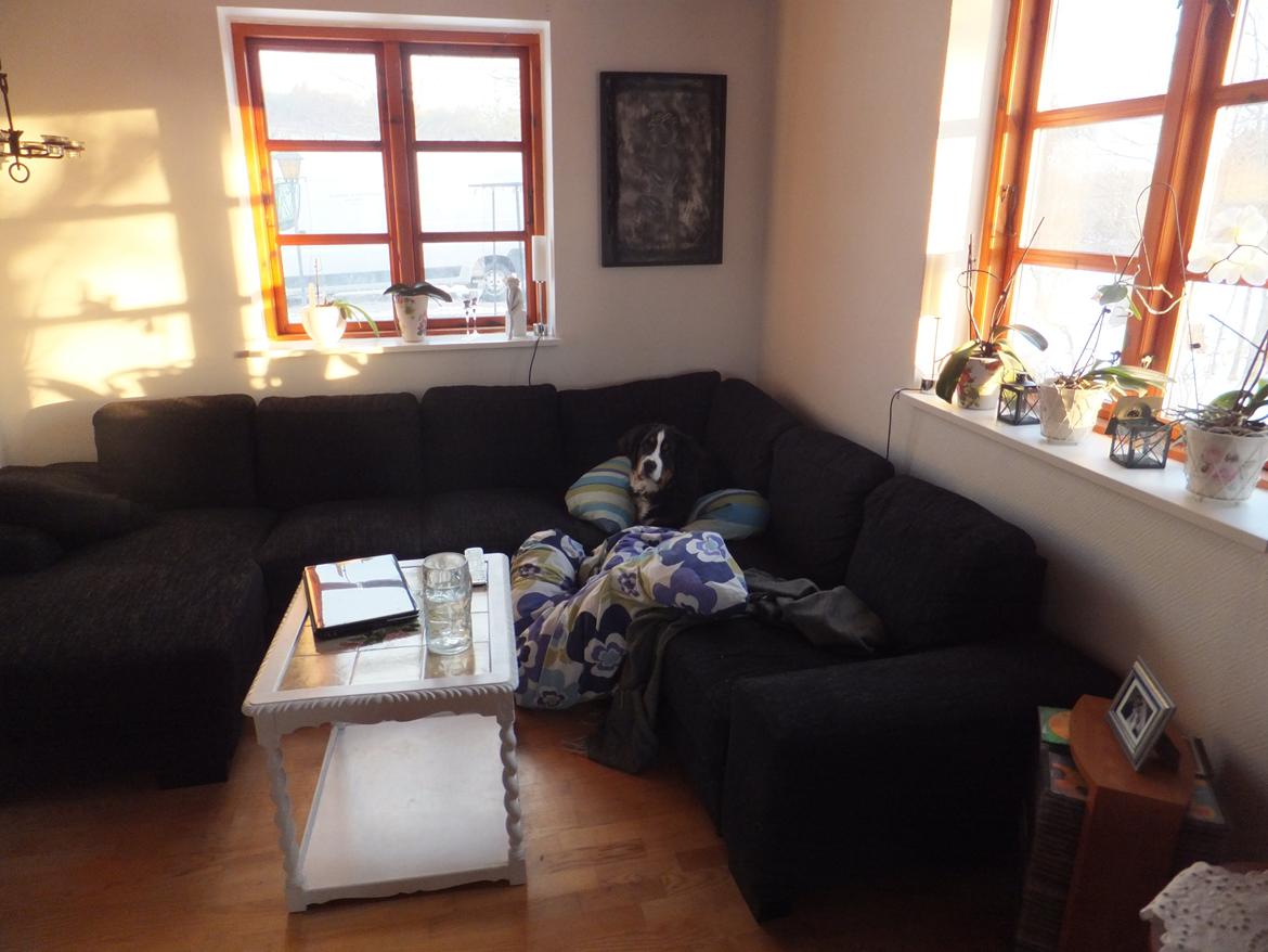 Berner sennenhund Hansennens Raventos billede 13