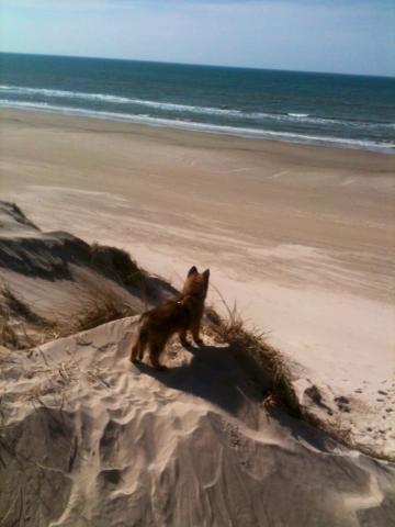 Blanding af racer Chico - Chico på stranden - 05-05-2013 billede 19