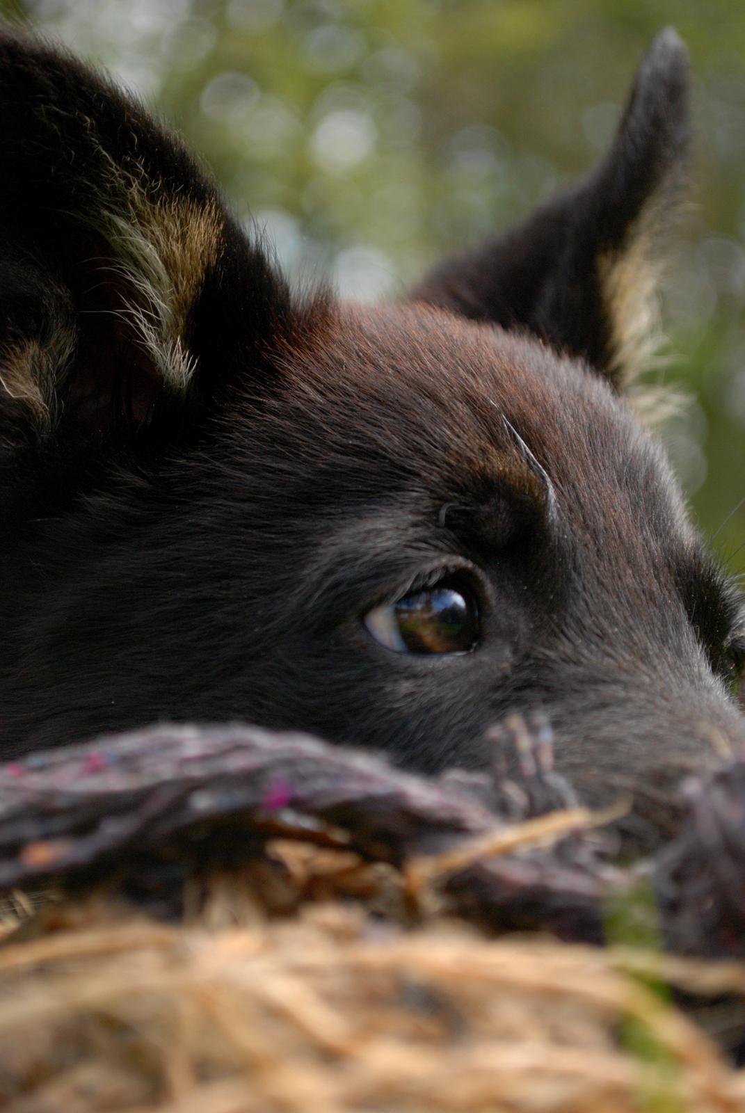 Schæferhund Rebus/Bailey billede 6