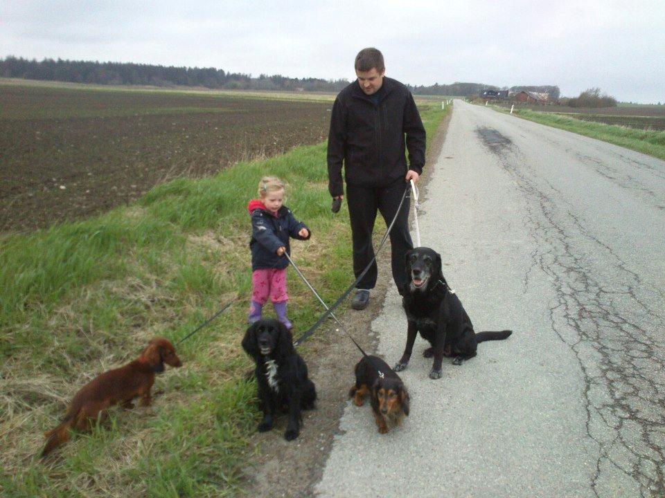 Gravhund Emma billede 3